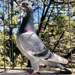 

Porsche GTS - sire 5th prize 416 mi. SCOLR. G'sire 10th Ace pigeon Thailand Masters. Bro. 1st National Ace pigeon Luna. Son of Porsche 911 x Nestsister Boxster. 