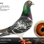 
EZ Money - 16x 1st and multiple 1st Ace pigeons including 1st National Ace AU. Top son Konbird 78x 1st. 
Breeding machine for one loft races. 350 mile and Ace pigeon specialist.