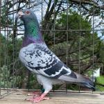 

Young Rossi - NL13 1803716 a direct son of Rossi of Leo Heremans. Sire 4th Sprint Ace Sooner 2022.
Proven super producer of top breeding pigeons and champion racers.
Leo Heremans 