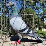 

Macho - 
Sire of e1st 7 sec. 200 mi. e1st 250 mi by 9 sec. Blue Angels OLR 2022. 
Brother of 1st prize and fastest of 40,000 pigeons.