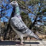
Son Kittel
+50x 1. prize breeder avg. +1,500 birds 1. Nat. acebird KBDB speed 2013
  Lowest coeff (0.95%) ever in KBDB speed ace history
  All prizes for KBDB champion won against AV +2.000 birds and + 300 lofts! Fastest +25,000 birds
  Mother is Daughter Jackpot!!!
