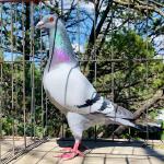 

Best Kittel 821 - 6th prize 600 km 1550 birds Victoria Falls final 2021. started with 7681 birds. 15th Super Ace! 16th Grand Averages Ace. Father is 106, son of Jr. x mother Best Kittel. Mother is daughter of Konbird and daughter Birdy. bred 5th place 620 km Mexico.