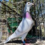 

Schumi Jr’, the current nr. 1 breeding cock Ally - 
Mother is ‘Miss Million’, the 2. Nat. acebird KBDB 2020 of Casaert-Sénéchal 2 of her sisters are 1st Olympic Ace pigeons.