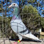 

Blue Porsche - Son of Prince Porsche and Olympic Miss Million 595. 1st Olympic Ace pigeon and full sister to Olympic Miss million 210 also 1st Olympic Ace pigeon.