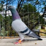 

True Blood - sire of 10th Ace pigeon Thailand Masters 5298 b. Porsche GTS x Spot Porsche. Only 1 youngster sent from this cock in 2023. This cock is 100% Wacko Freddy x Lieve. 