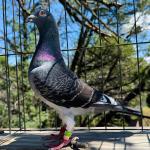 

Brother Little Finn - 1st⁠ ⁠Place 598km final against 2271 pigeons 5 minutes ahead
of 2nd place - 5th⁠ ⁠Super Ace - 
 1st⁠ ⁠Knock-Out winner - 5th⁠ ⁠Place Team winner. - 32.⁠ ⁠Grand Averages - $110,000 Prize Money. - Sold for 120.000€ on PIPA