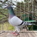 
Incredible 33 - 12 race series in Africa where he scored 11th at 723 km and then again 4th at 723 km. Amazing. Other pigeons won 1st but none beat his combined 723km record. Race records on file upon request.