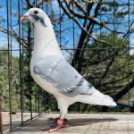 
Bred GHC winner 1st year breeding. Direct son of Seven.