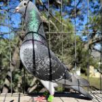 

1/2 brother Porsche II. The very top shelf of PIPA Elite. Selected as the best young cock in the sell out auction of PIPA.