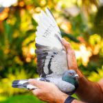 
EZ Winner - 1st USA bred pigeon in the clock and 19th prize 601 km -1691 birds AfrikaPro 2025. Nest mate was 2nd best Fancier race 7 - 383 km with 1950 birds by 11 seconds of 1st. From a daughter of EZ Money, son of Konbird, our foundation. Also from Bro Little Finn.Winner of 1st prize Vic Falls.