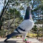 

Big Tex - AU18 EASLEY 8894 - winner of 1st Best pigeon and 4th prize final 400 miles. Also a 1st prize, 2nd prize and 6th prize during series being e1st multiple times. Son of Konbird and Daughter Birdy. Sire of multiple winners OLR's. Including Cotton classic 350 2025.