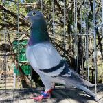 

Olympic Bred -
Daughter of sister to 2x 1st Olympic Ace pigeons 595 and 210. Father is Super Yearling, winner of 20 prizes. 