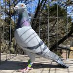 

BB-8  - 1st Knockout winner 5805 birds from 51 countries. 5th prize on final race by seconds from 1st. Proven breeder. sister is Hippolyta 1st Ace pigeon Big Andy's and 9th prize 400 miles final.