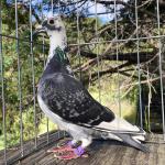 



Julius - 1st prize 400 miles Big Andy's International 2023. 1/2 sister Targa who bred e1st prize 400 miles SCOLR 2022. 1/2 sister Afrikapro double winner in races top 10. Also 1/2 sister Pataya Winner 5100 birds. 1.2 sister 1st Concourse Ace.