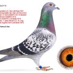 

Hippolyta - 1st Ace pigeon Big Andy's International Race - 9th prize 400 miles - father was 6th prize SAMDPR. Mother 5th ace pigeon 5800 b. and 7th final 3644 birds Golden Algarve.