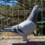 
The 07 - daughter of Maurice and Sister Jana.
Dam to 8th champion bird Boston concourse.