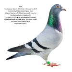 BB-8  - 1st Knockout winner 5505 birds from 51 countries. 5th prize on final race by seconds from 1st. Dam 132 final Thailand Masters. Dam 42 prize Victoria Falls Final. 1/2 sis Hippolyta 1st Ace pigeon Big Andy's and 9th prize 400 miles final.