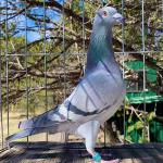 

Gys Pick - 9th prize final AfrikaPro. Headwind and heat. I handled every single;e bird in person at the after auction. This was hands down the most potent pigeon in every way.  Race records saved to share upon request.