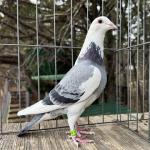 
Lieve Again - linebred Wacko Freddy and Lieve. Both parents proven breeders of champions.