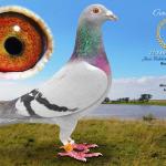 
Bullet - winner 1st prize 723 km and 1st Ace Pigeon at the 12 race series in the Genetic OLR in Africa. This hen not only won 1st at 723 km she also was 2nd, 3rd, and 4th (e1st) on three of the other longest races of 500km plus. Dam of 4th prize 350 miles Spring Break 2025. sib. 39th place.