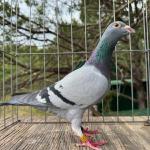 

Bullet - 1st prize 723 km. 1st Ace pigeon in 12 race series with 3 times e1st and 1 pure 1st. Also 2nd, 3rd, and 4th prizes. 
