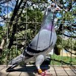 

1/2 sis Olympic Gladiator Jr and Wacko Freddy. Our best. 
Bred 1st place 400 mi. Big Andys 7min lead 2023. 1st place Pataya over 5000 birds. Bred 18th place AZ classic 350 miles with head winds. Bred 6th place hot spot AfrikaPro 2022. 15th place 205 miles 1262 YPM 1403 birds BAIOLR 2024.