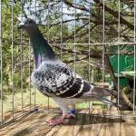 

Hippolyta - 1st Ace pigeon Big Andy's International Race - 9th prize 400 miles - father was 6th prize SAMDPR. Mother 5th ace pigeon 5800 b. and 7th final 3644 birds Golden Algarve.