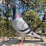 
Sister of Dali and Salvador -
Dam of Big Andy's prize winner 2025 final race. G'dam of AfrikaPro Black Jacket winner USA.