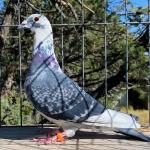 

Julius - 1st prize 400 miles Big Andy's International 2023. 1/2 sister Targa who bred e1st prize 400 miles SCOLR 2022. 1/2 sister Afrikapro double winner in races top 10. Also 1/2 sister Pataya Winner 5100 birds. 1/2 sister 1st Concourse Ace.