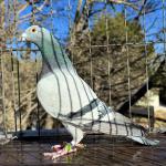 

BB-8  - 1st Knockout winner 5505 birds from 51 countries. 5th prize on final race by seconds from 1st. Dam 132 final Thailand Masters. Dam 42 prize Victoria Falls Final. 1/2 sis Hippolyta 1st Ace pigeon Big Andy's and 9th prize 400 miles final.