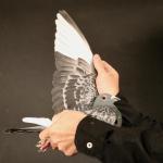 

EZ Finn - winner of 2nd Best Fancier Race 7 AfrikaPro. nest mate was 1st USA bred pigeon on the final race at 19th prize. 