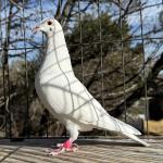 
Soul Patch - super hen bred from a very special pairing. She is alert, has great feather and body and throat is perfect.
